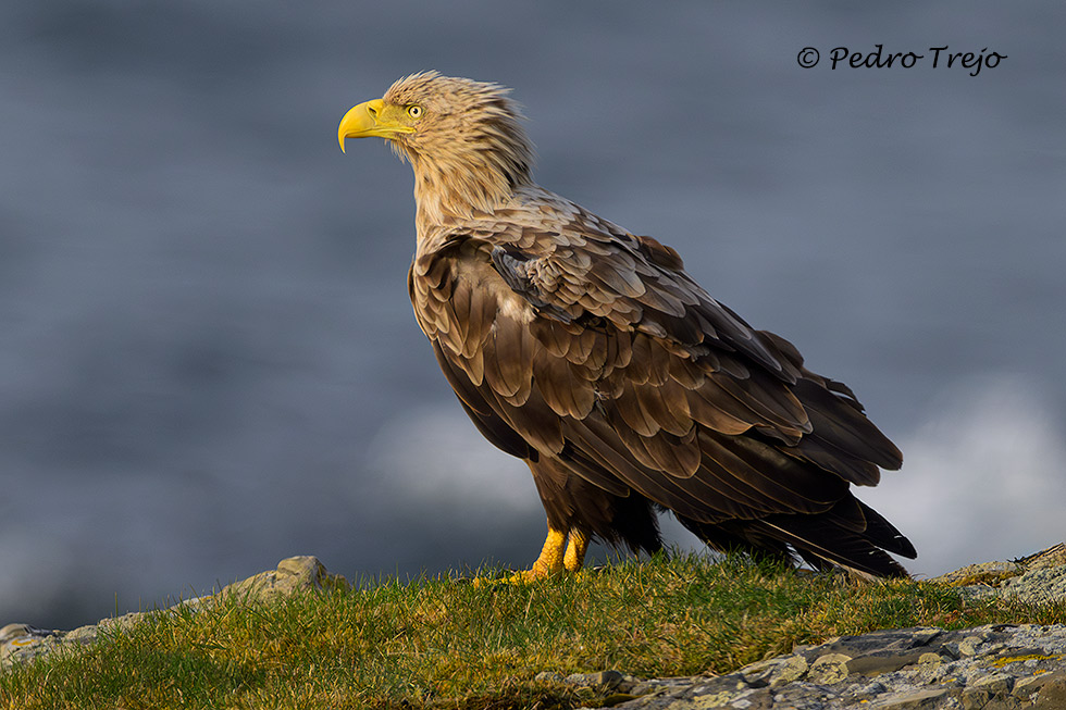 Pigargo europeo (Haliaeetus albicilla)